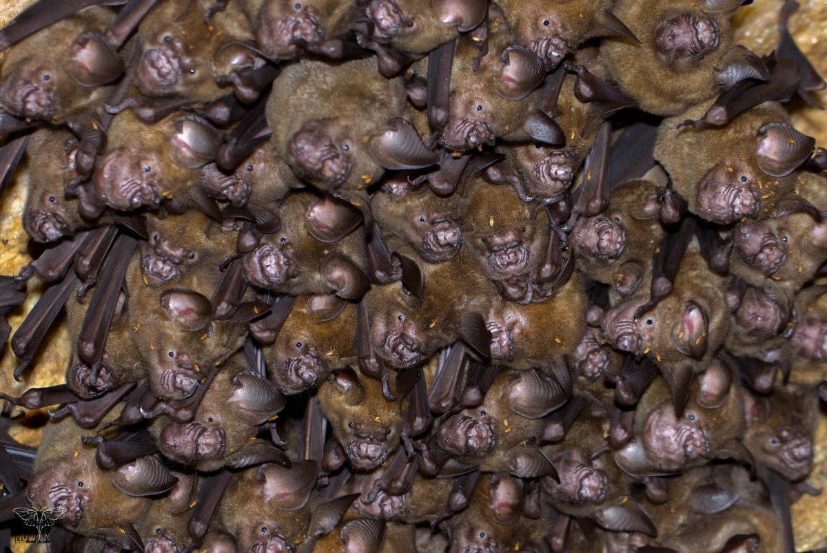 Hipposideros lankadiva Kelaart, 1850